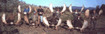 9 moose